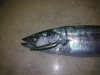 palamutta rapala.jpg
