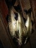 IMG_20191220_025312.jpg