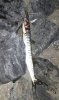 IMG-20200811-WA0001-1.jpg