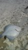 IMG-20150103-WA0029.jpeg