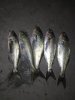 IMG_20201102_011646.jpg