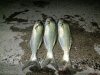 IMG_20220908_050626.jpg