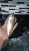 IMG-20241214-WA0009.jpeg