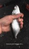 IMG_2118.jpeg