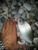 fish2.jpg