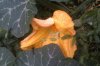 IMAG0025.jpg