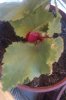IMAG0371(20140706-183542)..jpg