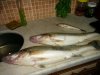 IMG_20150827_044334.jpg