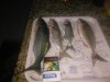 IMG_20161030_032933.jpg