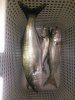 IMG_20161030_030606.jpg