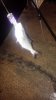 IMG-20161116-WA0038.jpeg