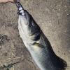 upload_2016-11-22_7-19-36.png upload_2016-11-22_7-19-36.png