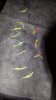 IMG-20170209-WA0008.jpeg