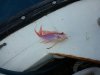 IMG-20170417-WA0001.jpg