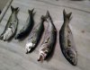 IMG_20170505_232609.jpg