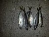 20170725_040416.jpg