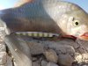 20170806_080152.jpg 20170806_080152.jpg