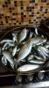 IMG-20170913-WA0060.jpeg