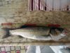DSCN4522.JPG