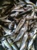 IMG-20180401-WA0011.jpg