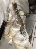 B355E819-F608-46CE-95BD-0934EDE0F7D0.jpeg