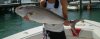 greater amberjack.jpg