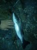 IMG-20181114-WA0028.jpeg