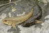 220px-Neogobiusfluviatilisandkessleri.JPG