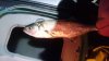thumbnail_DSC_0443.jpg