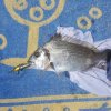IMG_20180818_131318_703.jpg