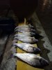 IMG_20190921_040232.jpg