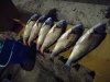IMG_20190921_040217.jpg