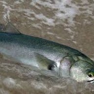 mersintarsus