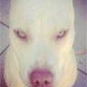 pitbull