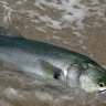 mersintarsus