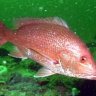 Red Snapper