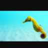 SeaHorse