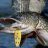 Esox