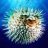 PuFFeR