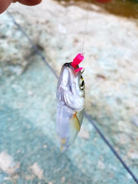 20170819_204106.jpg