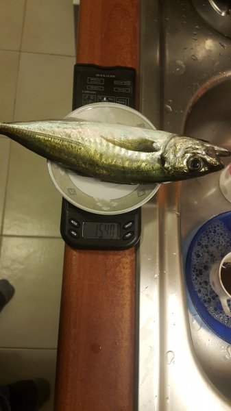 20181019_054447.jpg