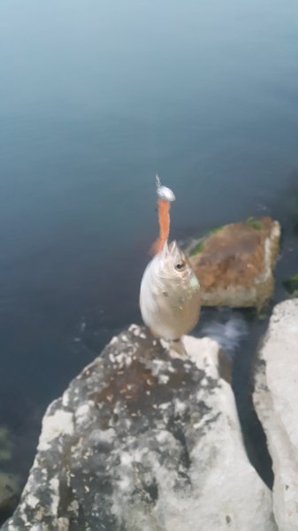 20190603_051934.jpg