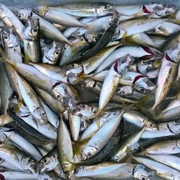 ahmet abi resimler 030.jpg