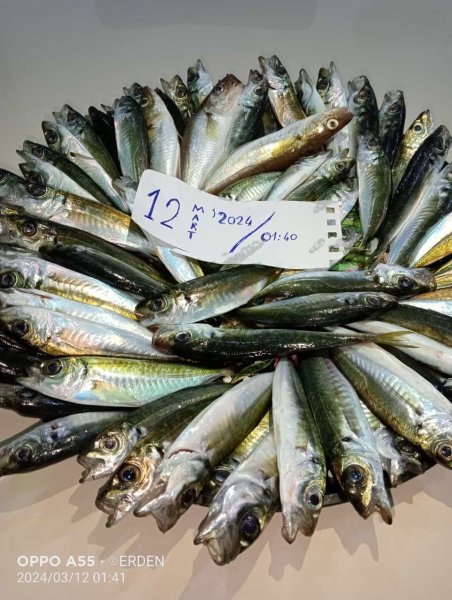Başlıksız.jpg