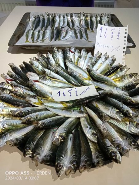 Başlıksız.jpg