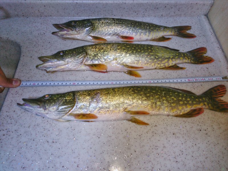 DSC_0484-01.jpeg