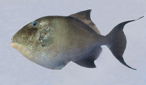 F607-Gray-Triggerfish-2-570x334.jpg