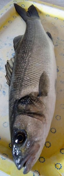 IMG-20180419-WA0007.jpeg