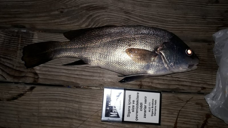 IMG-20180922-WA0001.jpg