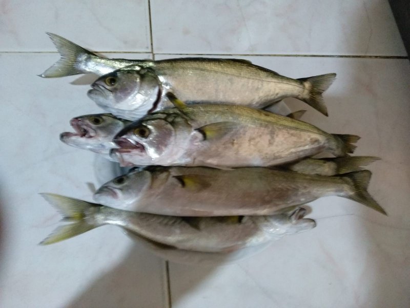IMG-20190114-WA0001.jpg